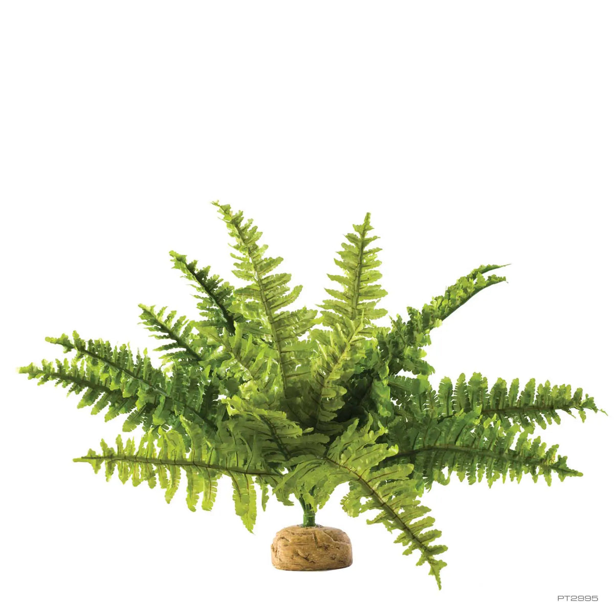 Boston Fern - Reptile Plant