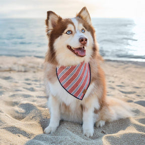 The Foggy Dog - Bandana Dog Nantucket Stripe