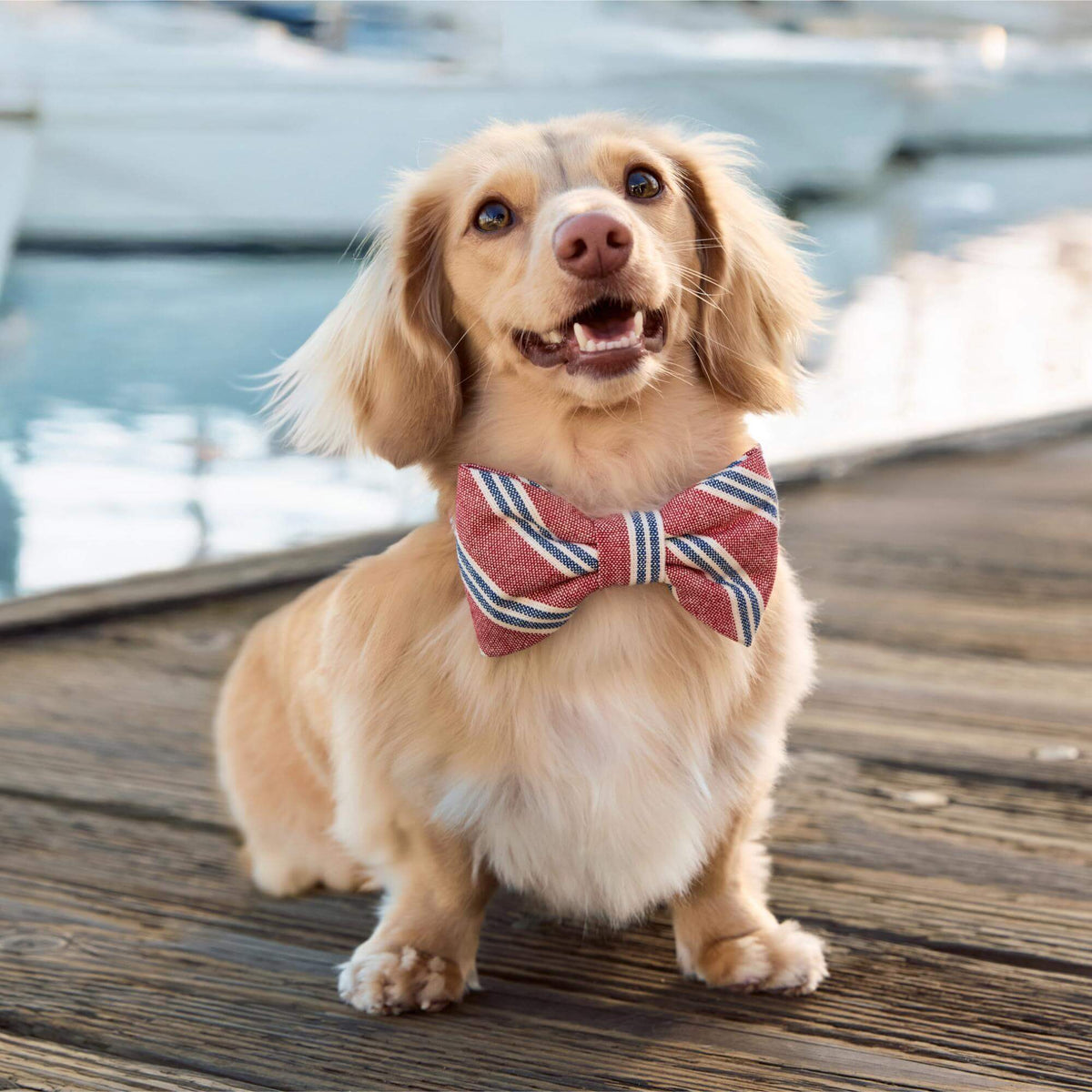 The Foggy Dog - Bow Tie Nantucket Stripe