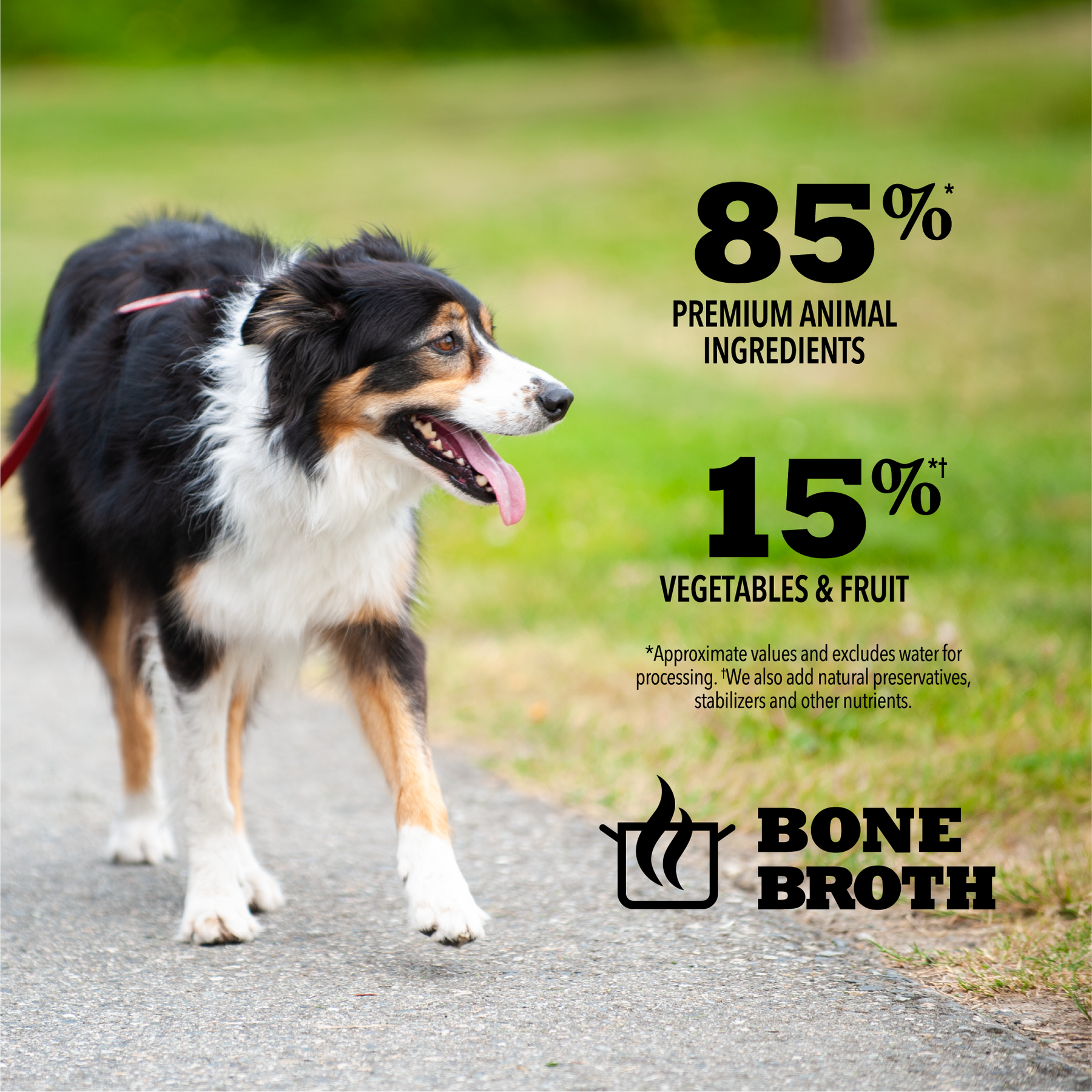 Champion Petfoods, Acana - All Dog Breeds, Premium Pâté, Puppy Recipe in Bone Broth