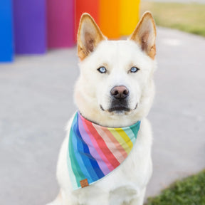 The Foggy Dog - Bandana Dog Over The Rainbow