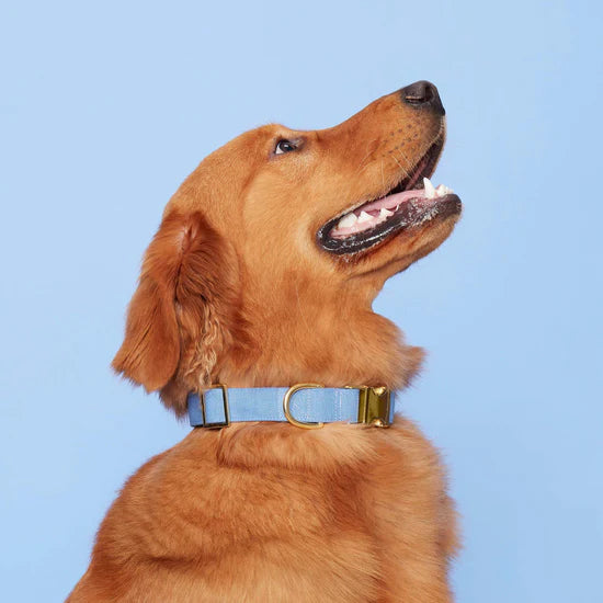 Foggy Dog - Dog Collar Perwinkle