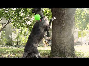 Tree Tugger Dog Toy
