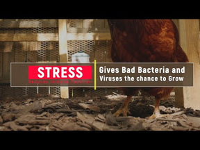 Perdue Recovery Plus for Chickens Makes 45 Gallons