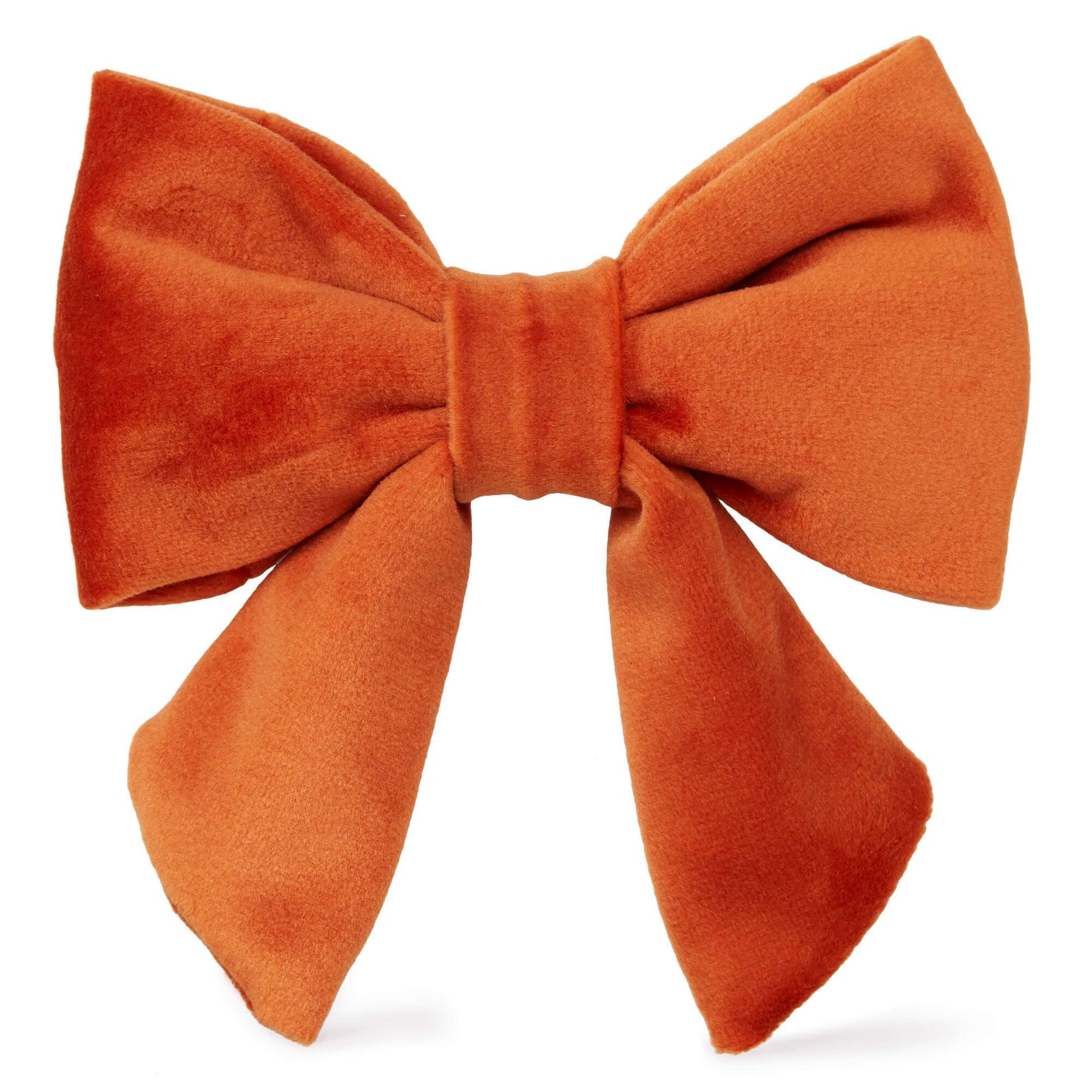 The Foggy Dog - Lady Bow Pumpkin Velvet