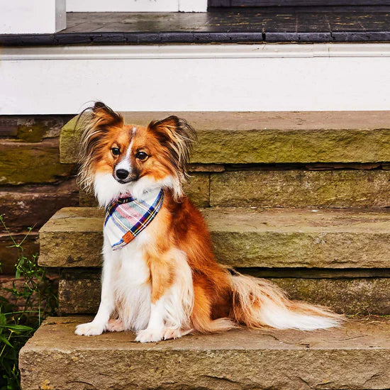 The Foggy Dog - Bandana Dog Holiday Regent Plaid Flannel