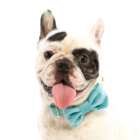 Dog Bow Tie Robin's Egg Velvet