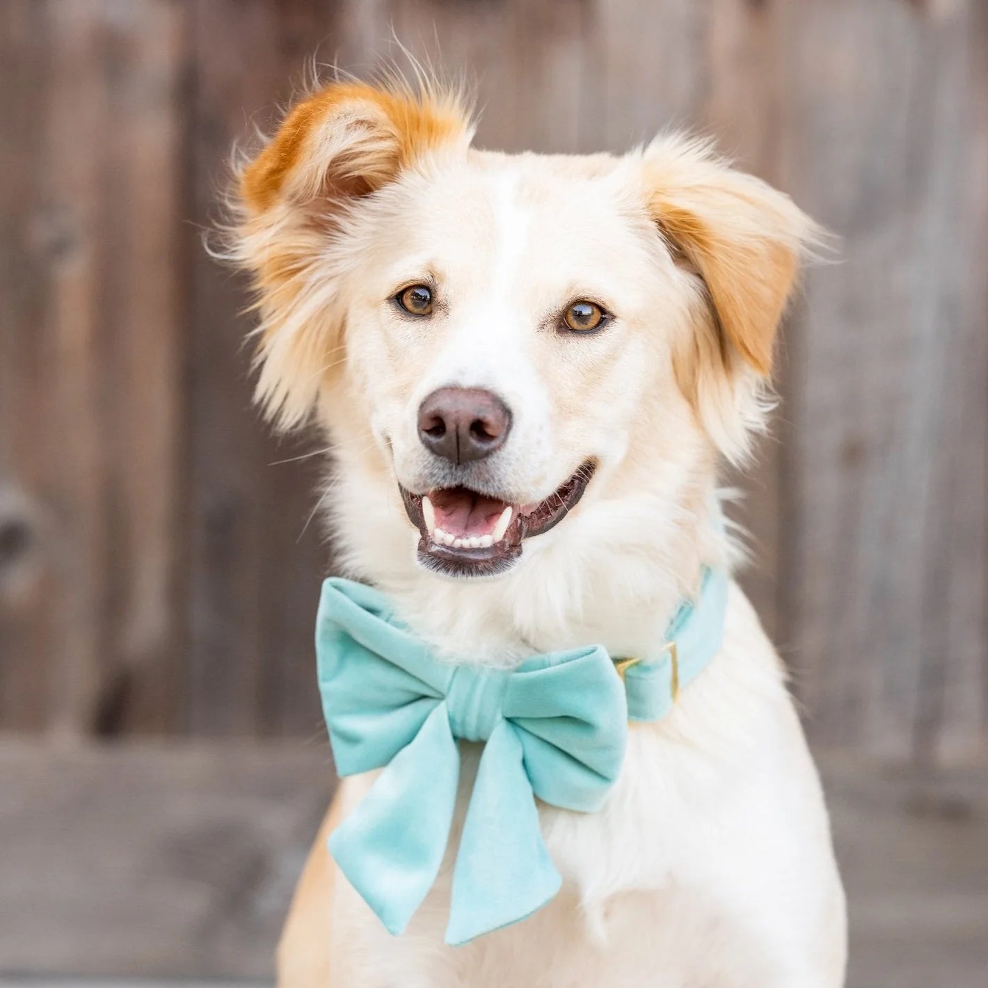 Lady Dog Bow Velvet Robin's Egg