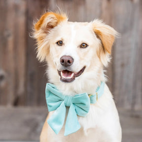 Lady Dog Bow Velvet Robin's Egg