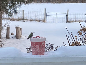 Anna's Healthy Hummingbird - Hummingbird Feeder Insulated Stainless Steel
