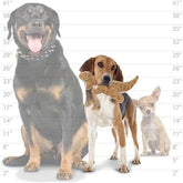 Tuffy Dog Toys - Mighty Dinosaur TRex Plush Squeaky Toy