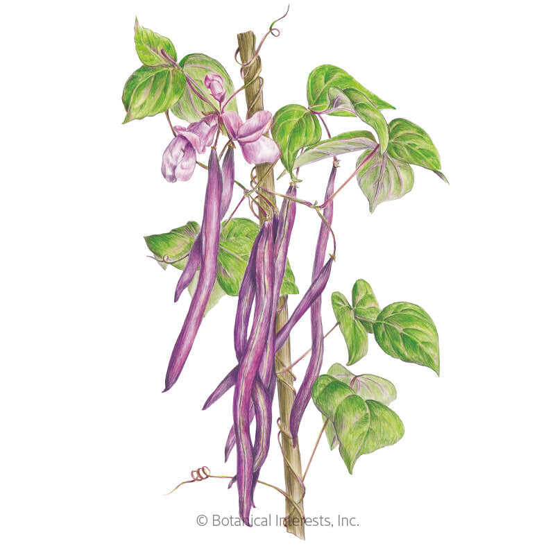 Botanical Interests, Inc. - Trionfo Violetto Pole Bean Seeds