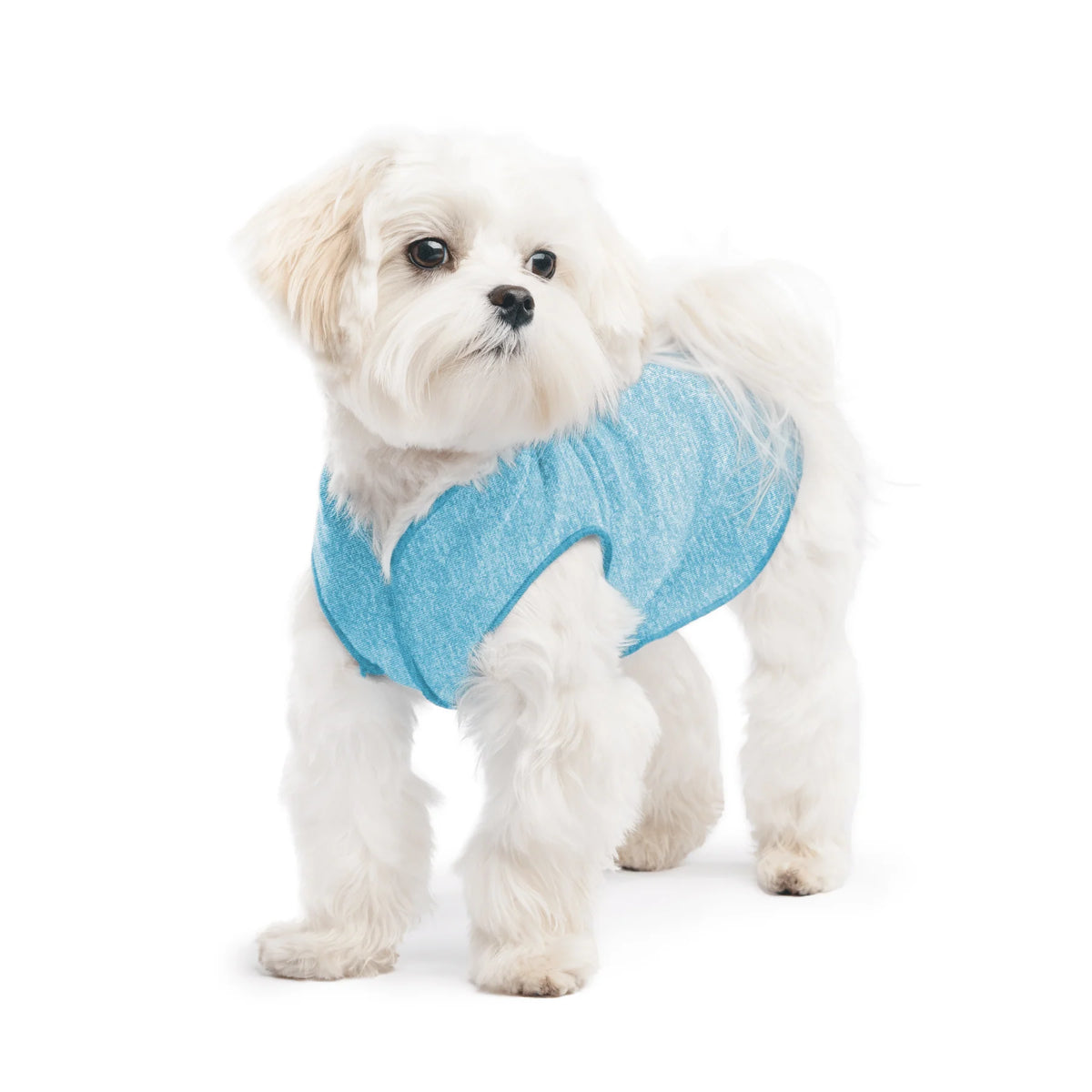 GoldPaw - Sun Shield Tee Ocean Blue