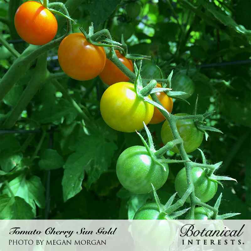 Botanical Interests, Inc. - Sun Gold Pole Cherry Tomato Seeds