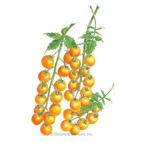 Botanical Interests, Inc. - Sun Gold Pole Cherry Tomato Seeds