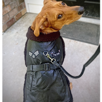 Doggie Design - Top Dog Flight Harness