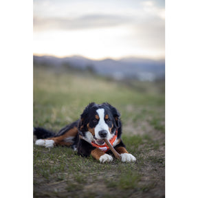 Nylabone - Healthy Edibles Roast Beef Flavor Bone Dog Treats Souper