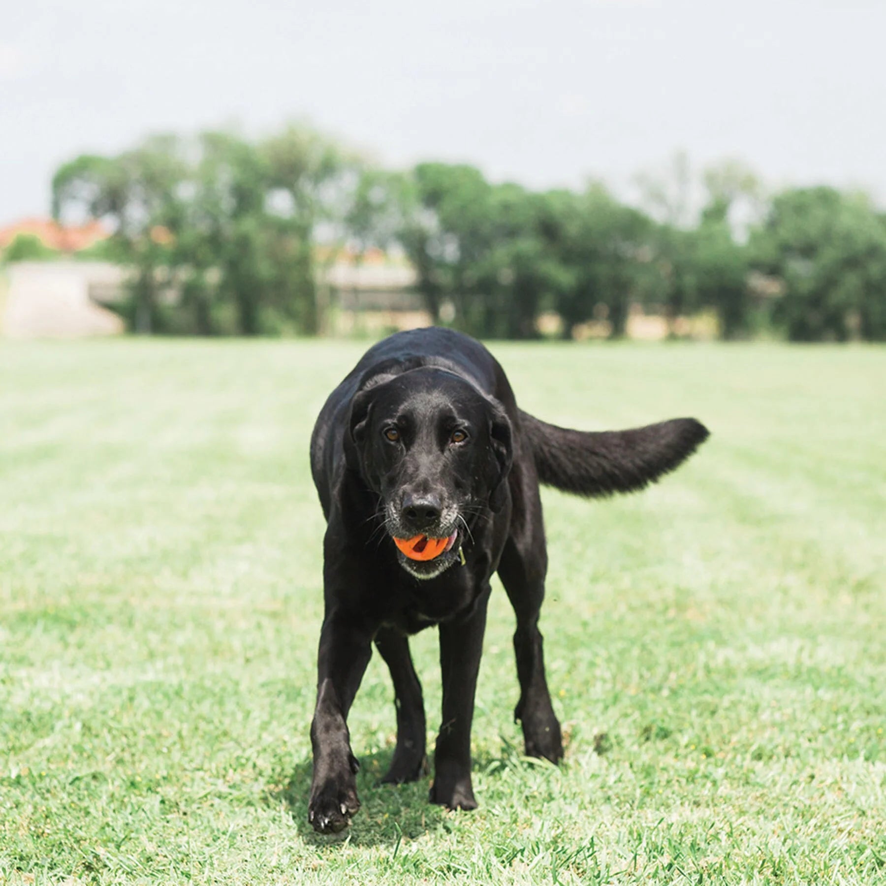 Breathe Right Fetch Ball Launcher Compatible