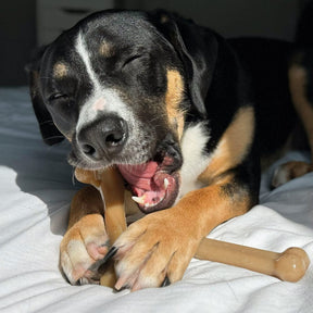 Nylabone - Gourmet Bone & Femur (Cheddar & Baby Back Ribs) Strong Chew