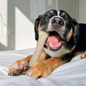 Nylabone - Gourmet Bone Filet Mignon Strong Chew Souper