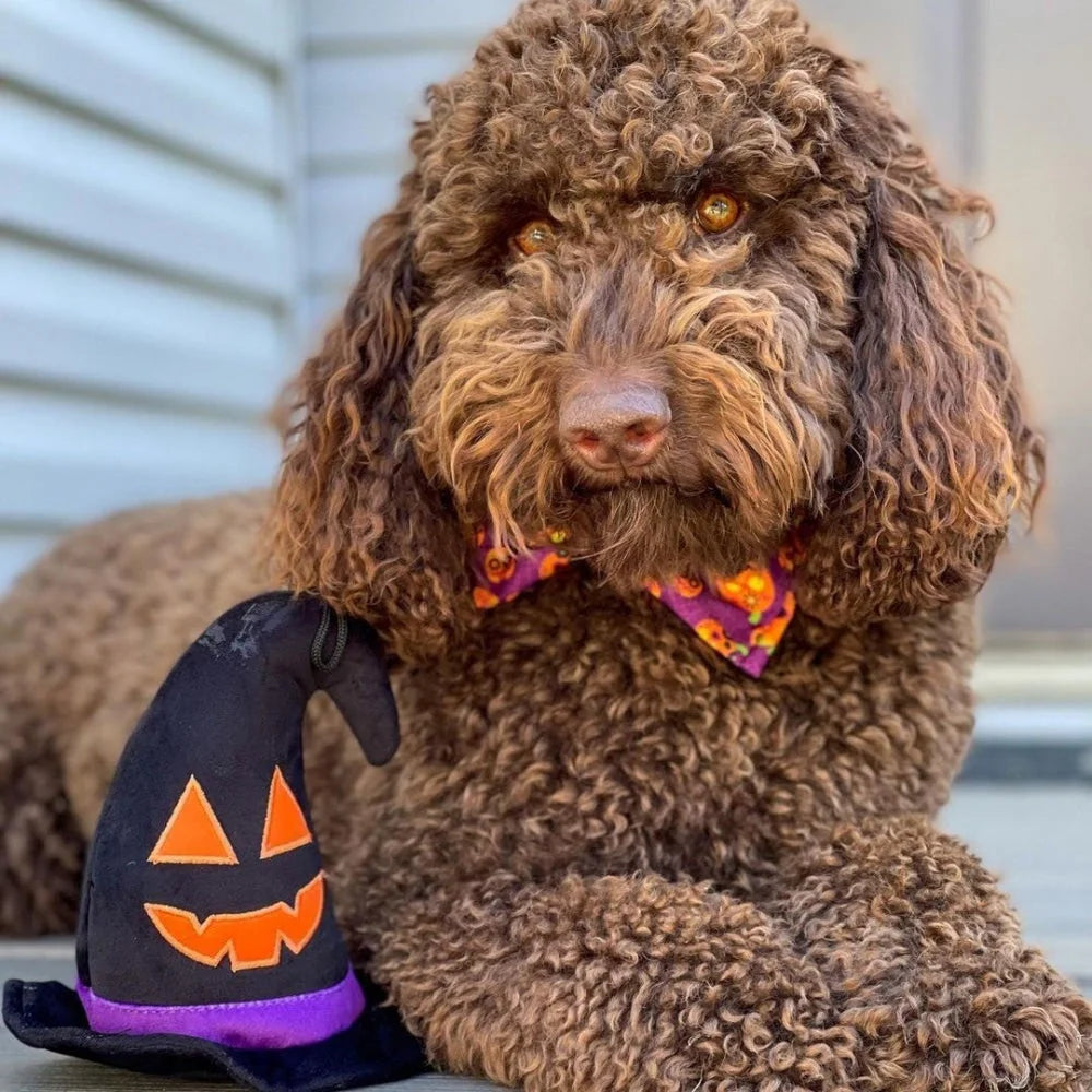 Huxley & Kent - Witch Hat for Dogs