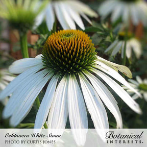 Botanical Interests, Inc. - Echinacea White Swan Seeds - Southern Agriculture 