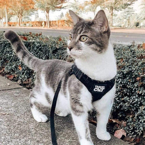 Harness Reflective Cat/Kitten "The True Adventurer"