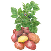 Potato Clancy hybrid