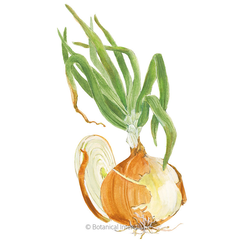 Onion Bulb (yellow) Granex Hybrid