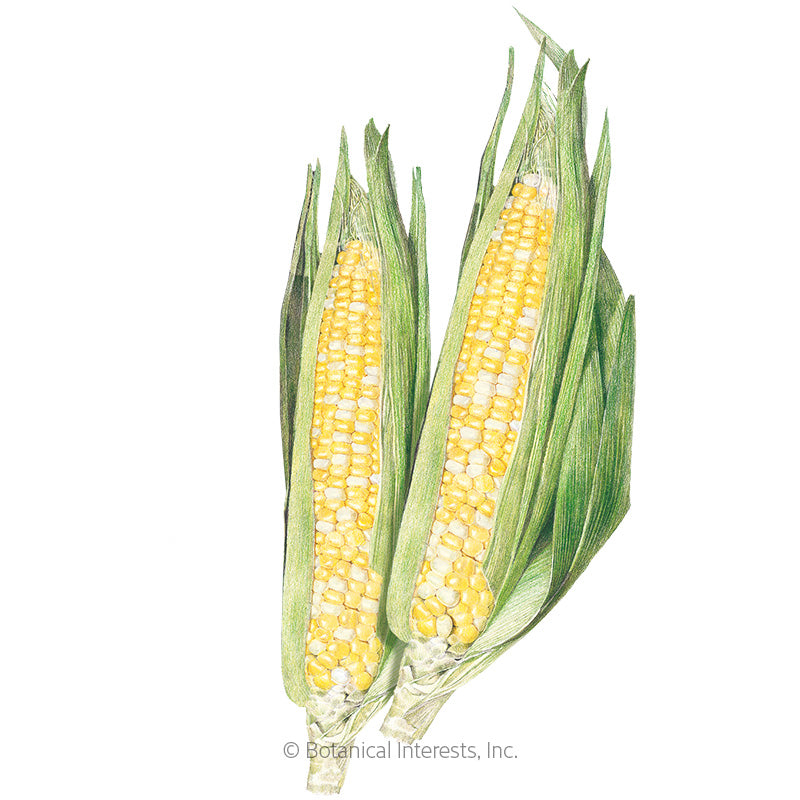 Corn Sweet (bicolor) Sugarbaby Hybrid
