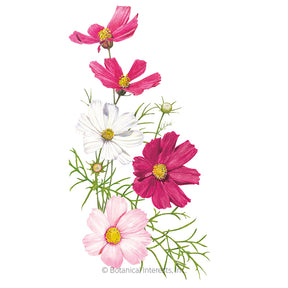 Botanical Interests, Inc. - Cosmos Sensation Blend Seeds