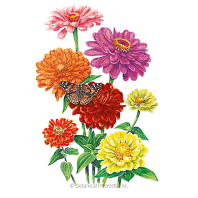 Zinnia California Giants Seeds