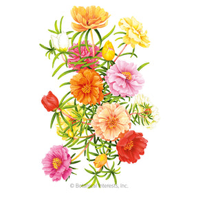 Portulaca Moss Rose Double Blend Seeds