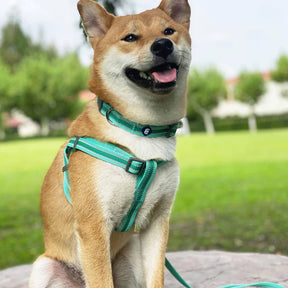 Blueberry Pet - Dog Collar Reflective Back To Basics Minty Green