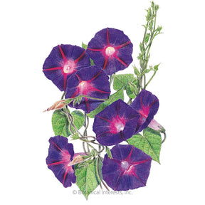 Morning Glory Grandpa Otis Seeds