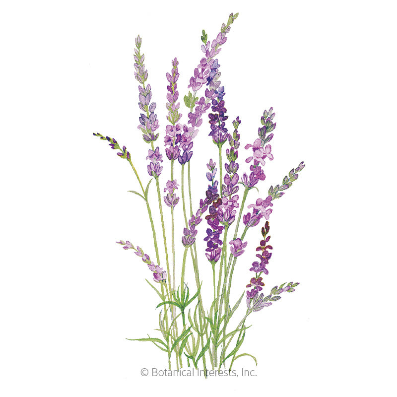 Lavender English Tall/Vera