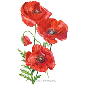 Poppy Corn America Legion Seeds