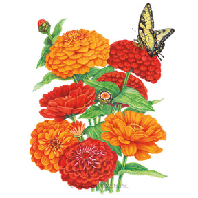 Zinnia Fireball Blend Seeds