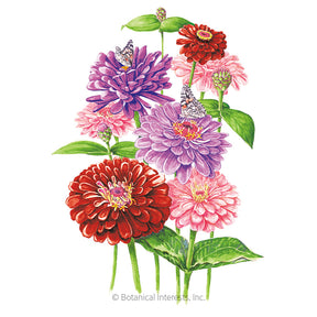 Zinnia Northern Lights Blend Seeds