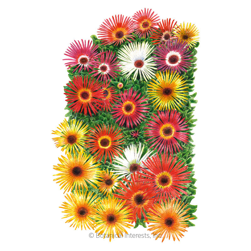 Botanical Interests, Inc. - Ice plant/Livingstone Daisy Sparkle