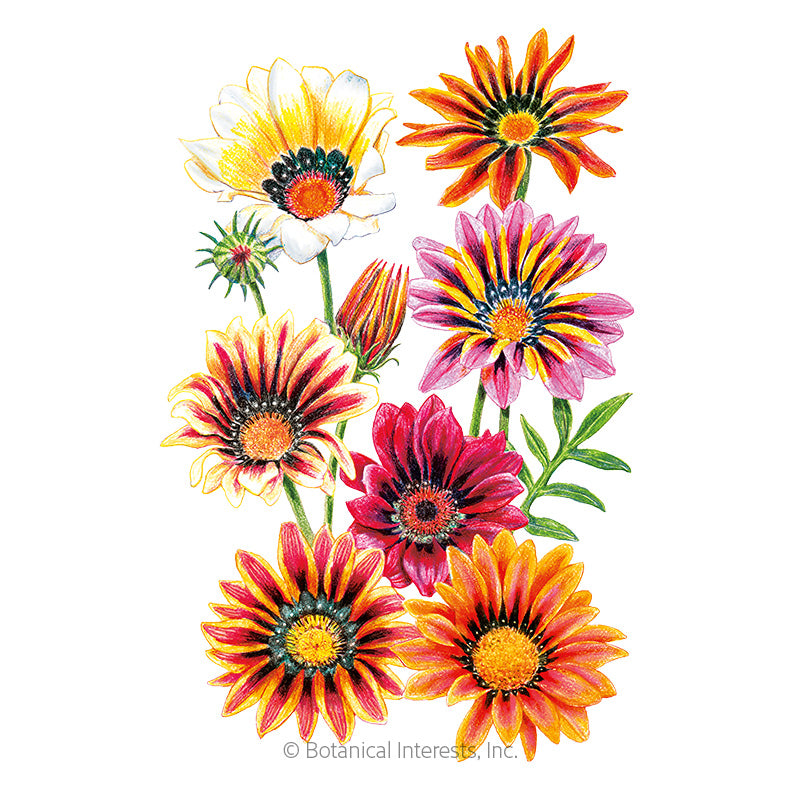 sunshine flower seeds Botanical Interests, Inc