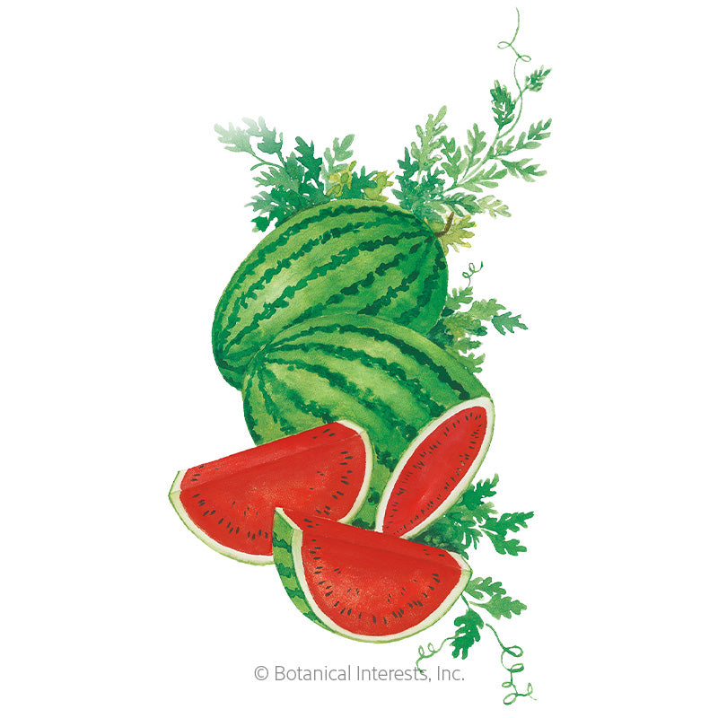 Watermelon Crimson Sweet Organic