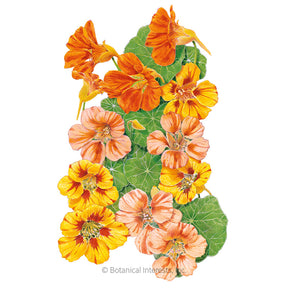 Nasturtium Fiesta Blend Seeds