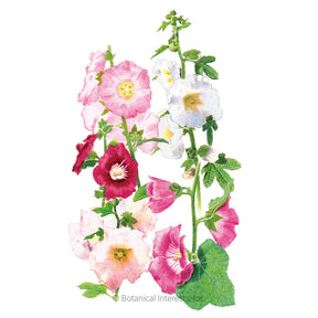 Hollyhock Outhouse Organic Seeds