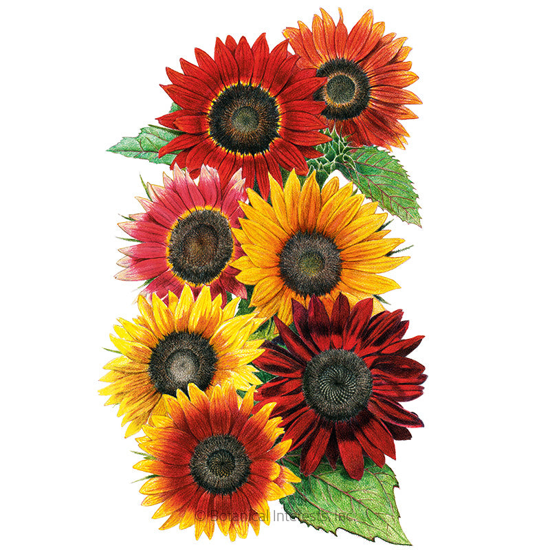 Sunflower Heirloom Beauties Organic Seeds