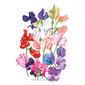 Sweet Pea Mammoth Organic Seeds