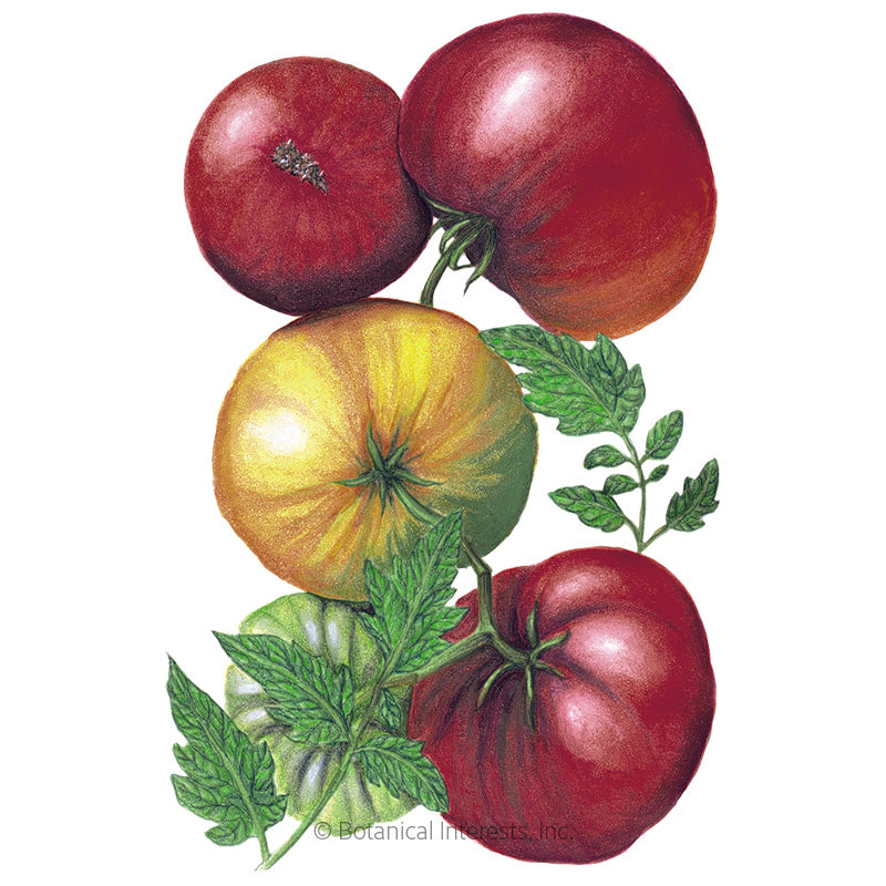 Tomato Pole Cherokee Purple Organic