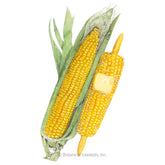 Corn Sweet (yellow) True Gold Organic