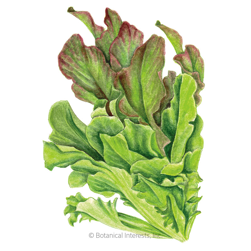 Lettuce Leaf Salad Bowl Blend Organic