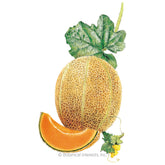 Melon Hales Best Jumbo Organic